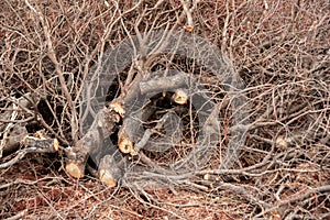 Pile of wood and branches tells a story of natural decay and transformation