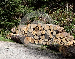 Pile of wood, cutted trees