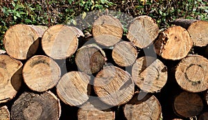 Pile of wood, cutted trees