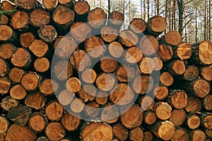 A pile of wood after cutting out a forest. Tree trunks prepared for transport