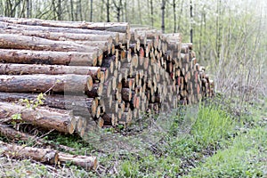 Pile of wood in forest