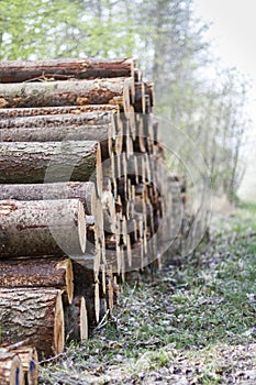 Pile of wood in forest