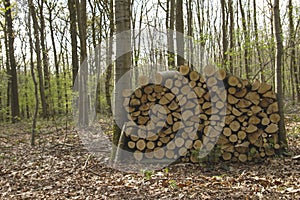 Pile of wood in a forest