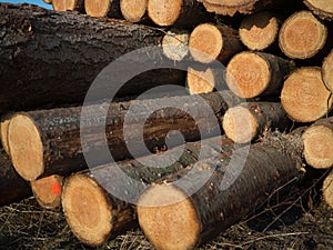 A pile wood logs