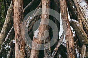 Pile of wood logs as background.