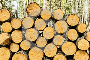 Pile of wood logs background.Wooden trunks as wallpaper ,firewood texture ready for winter, storage or process industry