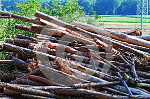 Pile of wood logs on the edge of the forest.