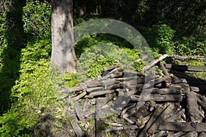 Pile of wood logs on the edge of the forest