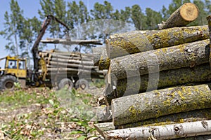 Pile of Wood Logs With Log Loader in the Background - Lumber Industry