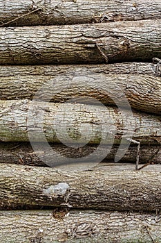 Pile of wood logs pattern, wood texture