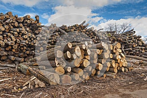 Pile of wood logs