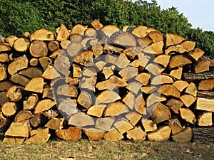 Pile of Wood Logs Stacked Straightened to Wooden Wall Background