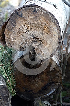 A pile of wooden logs on the ground. Wooden obsolete log, firewood