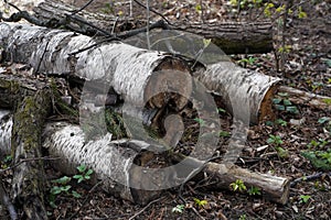 A pile of wooden logs on the ground. Wooden obsolete log, firewood