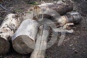 A pile of wooden logs on the ground. Wooden obsolete log, firewood