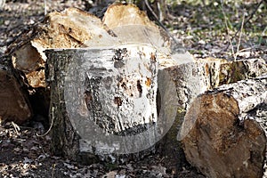 A pile of wooden logs on the ground. Wooden obsolete log, firewood