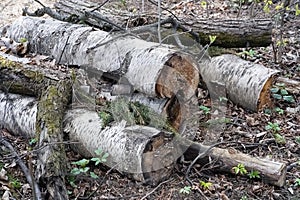 A pile of wooden logs on the ground. Wooden obsolete log, firewood