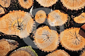 Pile of wooden logs, sawn ends view