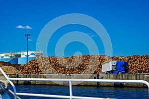 Pile of woods under blue sky