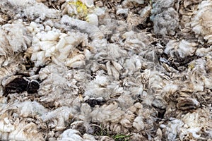 A pile of wool sheared from sheep