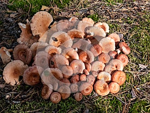 Pile of woolly milkcap or the bearded milkcap (Lactarius torminosus) cut and placed on the forest ground photo
