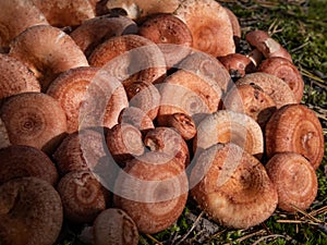 Pile of woolly milkcap or the bearded milkcap (Lactarius torminosus) cut and placed on the forest ground