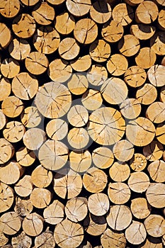 Pile of worked wooden roundish clear beautiful logs, stacked firewood