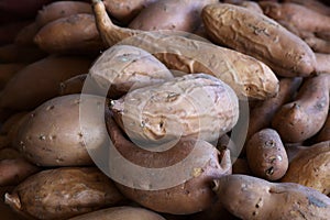 Pile of Yams or Sweet Potatoes