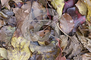 Pile of yellow and brown fall leaves