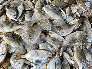 pile of yellow fin sea bream for sale in japanese fish market hd