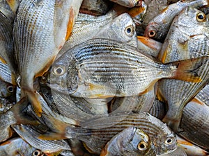 pile of yellow fin sea bream for sale in japanese fish market hd