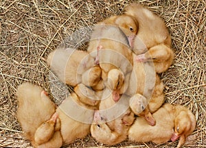 A pile of yellow fluffy cute ducklings, sleeping on straw