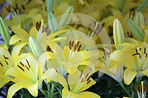 Pile of yellow liles flower photo