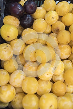 A pile of yellow plums in a box photo