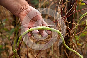 A pile of yellow string beans in a farmer hands