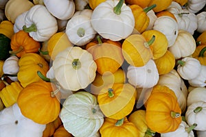 Pile of yellow and white pumpkins in organic farm market, autumn harvest background