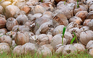 Pile of young coconut plant. Sprout of coconut tree with green leaves emerging from old brown coconut. Planting coconut trees in