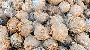 Pile of Young Dry Coconut Coir Husk