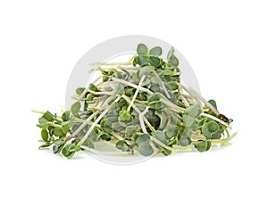 Pile of young sprout of microgreen isolated on white background. Green radish seeds sprouts