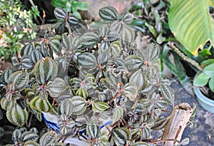 Pilea cadierei aluminium plant or watermelon pilea