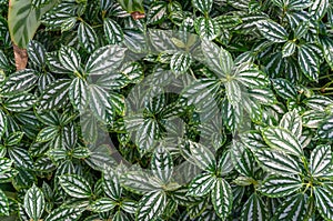 Pilea cadierei or aluminium plant, watermelon pilea houseplant leaves texture