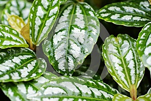 Pilea cadierei gagnep leaf