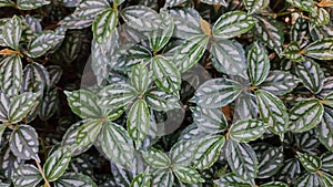 Pilea cadierei gagnep leaf in the botanical garden photo