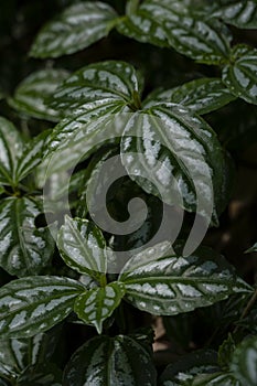 Pilea cadierei gagnep photo