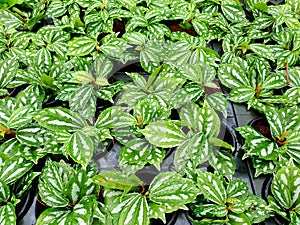 Pilea Cadierei in the garden, the aluminium plant or watermelon pilea