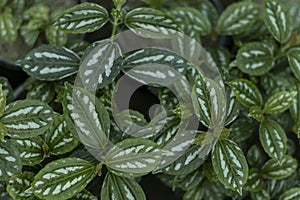 Pilea Cadierei leaves texture background