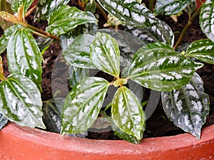 Pilea cadierei plant growing in a earthen pot in an Indian garden , the aluminium plant or watermelon pilea, is a species of