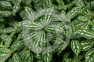 Pilea Cardierei plant in Saint Gallen in Switzerland