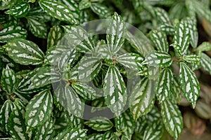 Pilea Cardierei plant in Saint Gallen in Switzerland