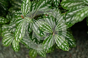 Pilea Cardierei plant in Saint Gallen in Switzerland